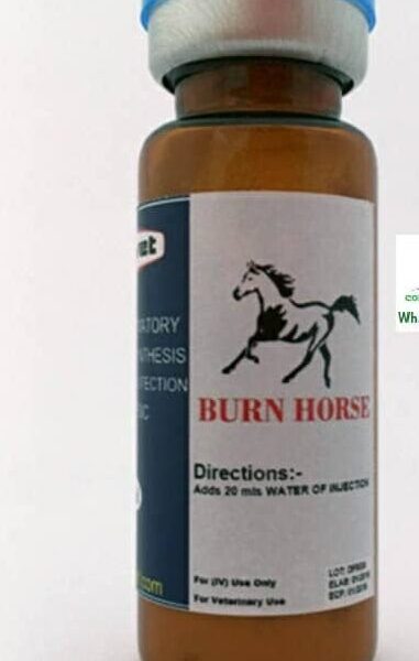 Burn horse