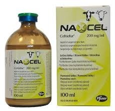Naxcel-200mg.jpg