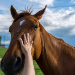 Calming Products and Sedatives