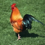 Cock Fight/Cock Meds